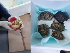 “Сувинер, хувцас, шинэ жилийн тоглоом” гэж мэдүүлсэн бараанд амьд могой, яст мэлхий нуусан байжээ