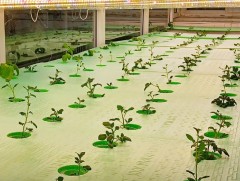 Төмсний ургамаланцраас анхны элит үрийг бойжуулж эхэллээ