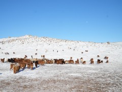Отрын бүс нутагт 12 аймгийн 36 сумын малчид өвөлжиж байна