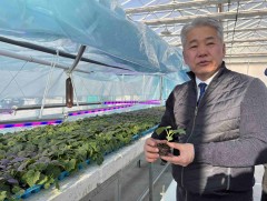 Дархан-Уул аймгийн зах зээлд шинэ ургацын ногоо нийлүүлнэ