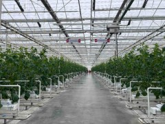 “Төгс ургац” ХХК-ийн өвлийн шилэн хүлэмжээс шинэ ургацын ногоо зах зээлд нийлүүлж байна