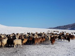 Ховд аймагт 3 сая 500 мянган мал өвөлжиж байна