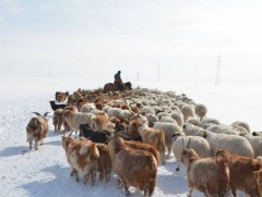 Малын генетик нөөцийг ашиглах тусгай зөвшөөрөл шинээр олгохгүй 