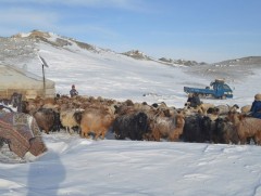 Завхан аймагт 32.5 мянган толгой мал отроор өвөлжиж байна 