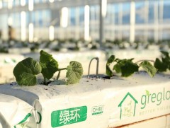 Венло загварын 2 хүлэмжийн ургацыг гуравдугаар сарын сүүлчээр хураахаар төлөвлөж байна