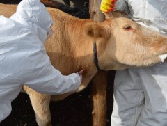 2025 онд 21.4 сая толгой мал, амьтныг халдварт өвчнөөс сэргийлж дархлаажуулна