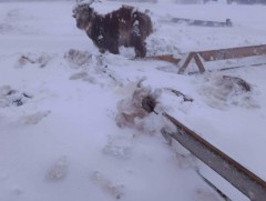 Ховд аймгийн зарим суманд өвөлжилт хүндэрч байна