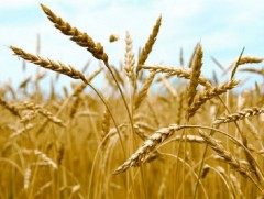 Улсын аварга тариаланчид тодорлоо  