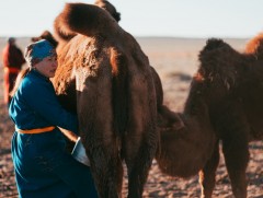 Ховд аймагт ингэний сүүний үйлдвэр барихаар төлөвлөж байна