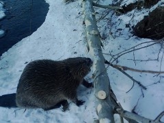 Байгальд суллан тавьсан минжийн мониторинг судалгааг хийж гүйцэтгэв