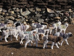 Улсын хэмжээнд 1.1 сая эх мал төллөөд байна