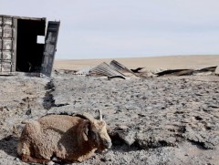 Шуурхай хэсгийн бүрэлдэхүүн Хэнтий аймгийн Баян-Овоо суманд ажиллаж байна