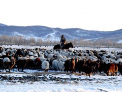 Улсын хэмжээнд 36.4 мянган толгой мал хорогдсон байна