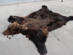 Хүрэн баавгай, шивэр хандгай агнасан этгээдүүдийг илрүүлжээ