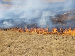 Шар өвс шатсан 19 дуудлага бүртгэгджээ