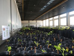 Жимс, жимсгэний талбайн тариалалт 70-80 хувийн ургалттай байна