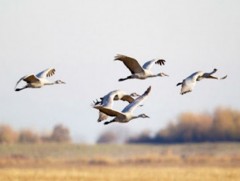 Манай улс нүүдлийн шувуудаас 