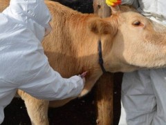 Үхрийн арьс товруутах болон шүлхий өвчний эсрэг дархлаажуулалт эхэлжээ 