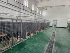 Эзэнгүй нохой, муур барих ажлыг бүсчилсэн байдлаар зохион байгуулж байна