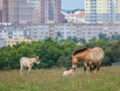 Прага хотын амьтны хүрээлэн тахийн унаганд нэр өгөх аян зарлажээ