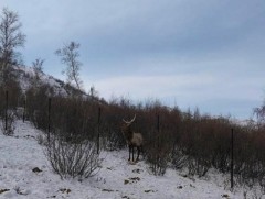 Богдхан ууланд 54 зүйлийн хөхтөн амьтан бүртгэгджээ