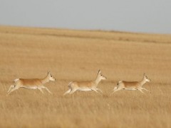 Гөрөөсний цусны эм зүйн шинж чанарыг шинжлэх ухаан одоогоор нотлоогүй