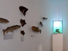 Ан амьтан, загас, шувууд буурах нь уур амьсгалын өөрчлөлтийн эрсдэлийг нэмдэг