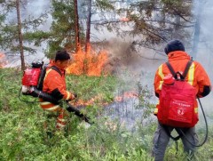Улсын хэмжээнд өнөөдөр байдлаар 14 ойн түймрийг унтраахаар ажиллаж байна