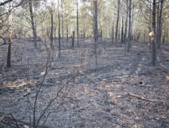 Сэлэнгэ аймгийн Ерөө суманд гарсан түймрийг унтраахаар ажиллаж байна