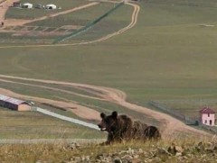 Дархан-Уул аймгийн Хонгор сумын нутаг  баавгай үзэгджээ