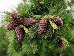 Хөвсгөл, Завхан аймаг хуш модны самрын ургацын мэдээллээ ирүүлжээ