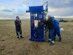 Өндөр ашиг шимт үхэр сүргийг бүртгэлжүүлэх ажил эхэллээ