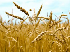 Энэ намар улсын хэмжээнд 276 мянган тонн үр тариа хурааж авах тооцоо гарчээ