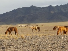 Нийт нутгийн 38 хувьд гантай болон гандуу байна