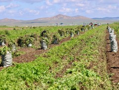 ХХААХҮ-ийн сайд Ж.Энхбаяр газар тариалангийн бүс нутагт ажиллаж байна   