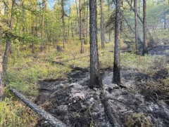 Он гарсаар улсын хэмжээнд нийт 224 удаагийн ой, хээрийн түймэр бүртгэгдсэн байна