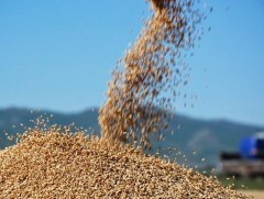 Энэ жил 255 мянган тонн улаанбуудай хураан авах төлөвтэй байна