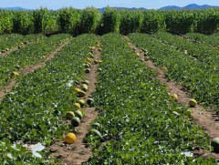   Говийн бүсэд усалгаатай тариалан нэвтрүүлэх туршилт амжилттай хэрэгжиж байна
