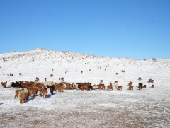 Төв аймагт 4.5 сая толгой мал өвөлжинө 