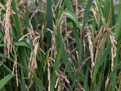 Ховд аймгийн Булган суманд цагаан будаа туршилтаар тариалжээ