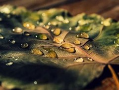 Цаг агаарын арав хоногийн урьдчилсан төлөв