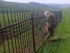 Стандарт бус хориг хашаанд зэрлэг амьтад бэртэж, гэмтсээр байна 