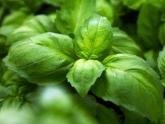 Ханиаднаас сэргийлэх энгийн аргууд