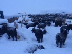 Зудын урьдчилсан төлөвийг тооцоолон гаргалаа