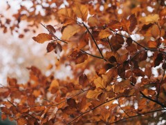 Ойрын 10 хоногийн цаг агаарын урьдчилсан төлөв