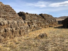 Энэ жил өвс, тэжээлийн нөөцийг 3-4 дахин нэмж бэлтгэнэ