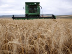 Улсын хэмжээнд ургац хураалт 50-60 хувьтай үргэлжилж байна 