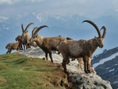 Монгол орны хэмжээнд 15 аймагт аргаль хонь нүүдэллэн амьдардаг...