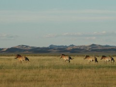 Хомын талын өвөрмөгц тогтоц нь зарим амьтны сүүлчийн аюулгүй таатай амьдрах орчин нь болсон