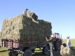 Зуншлага тааруу байсан аймгуудыг зүүн аймгаас өвс тэжээл татан авах ажлаа эрчимжүүлэхийг даалгалаа 